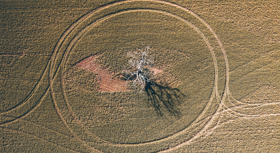 Letecký pohled na pole se stromem